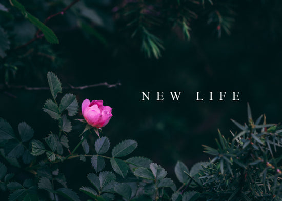 New Life | June Monthly Blog
